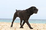 CANE CORSO 655